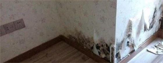 墻紙發(fā)霉剝落